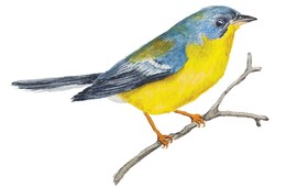 tropical parula