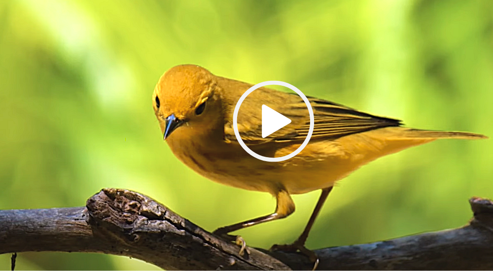 Warbler at Warbler Bird Sanctuary, video link