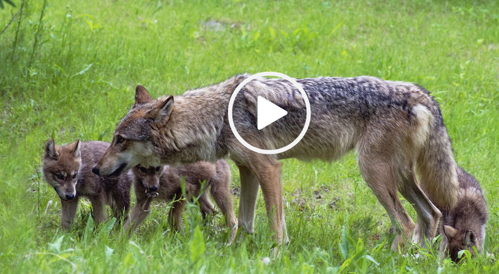 Coyote family, video link 