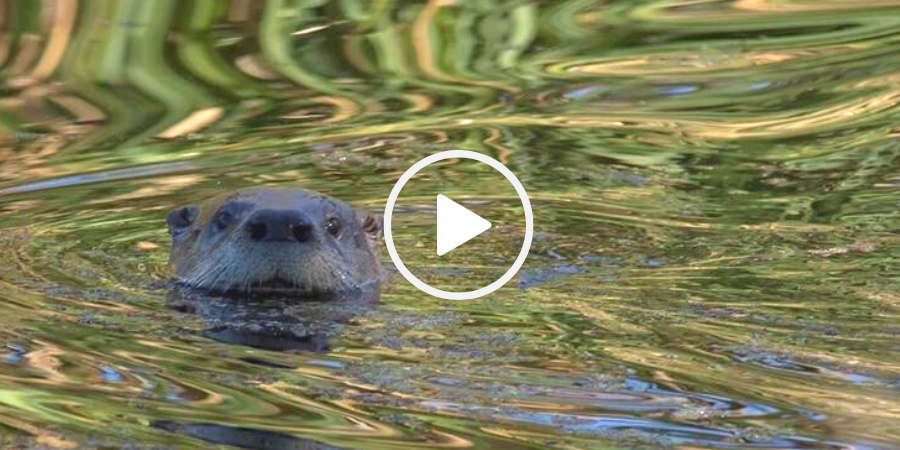 Otter in water at Brazos Bend SP, video link