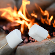 Image of two marshmallows on sticks in front of a fire