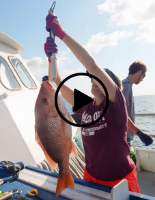 Woman weighing red snapper, video link