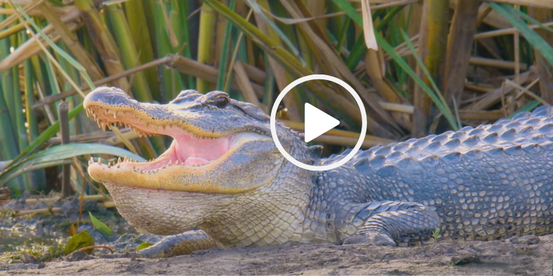 Alligator with toothy grin, video link