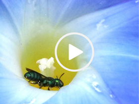 Small green carpenter bee on morning glory, video link