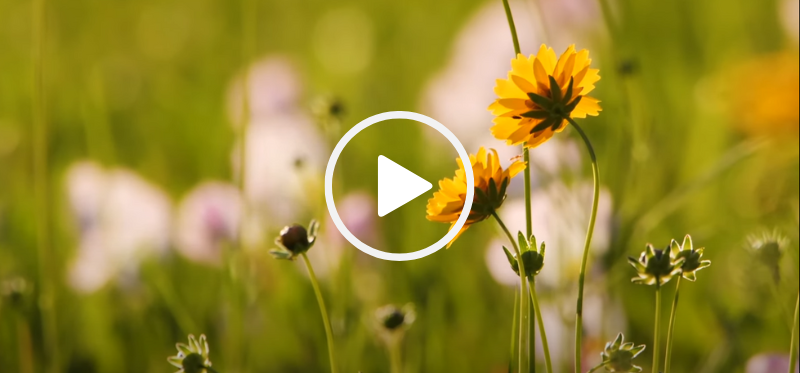 Yellow wildflowers, video link 
