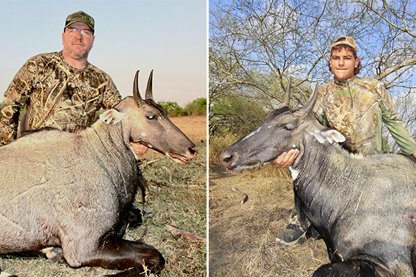 Nilgai Antelope Safari winner