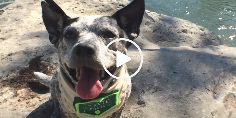dog on rock by water, video