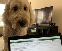 Dog peering over computer screen