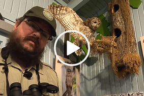 Ranger John by a bird display, video link