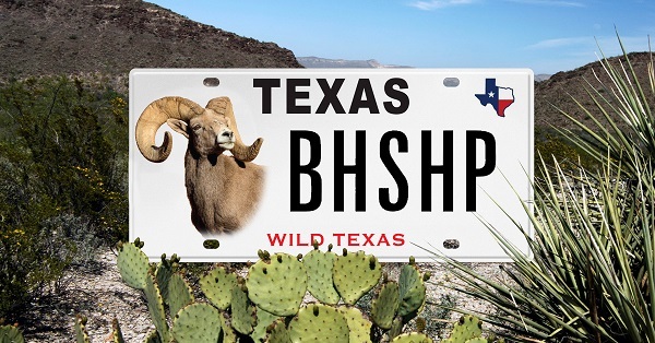 Bighorn sheep license plate
