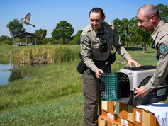 Songbird released by Tx game wardens