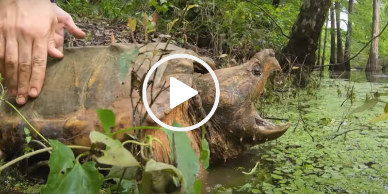 Alligator snapping turtle, video link 