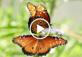 Queen butterflies on Gregg's blue mistflower, video link 