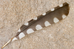 Black and white spotted feather on rock