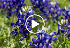 Bluebonnets with video link