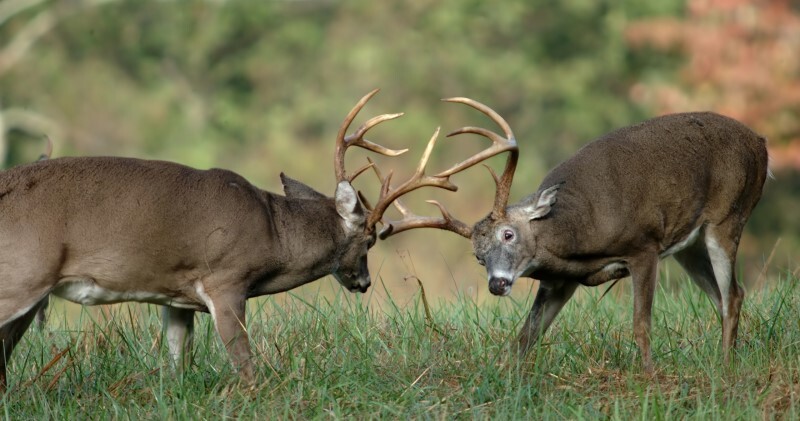 Two white-tail bucks battling