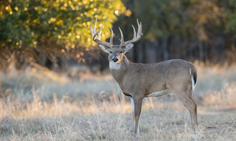 Buck with backlit tree, link to forecast