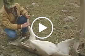 Hunter preparing to field dress a deer, video link 