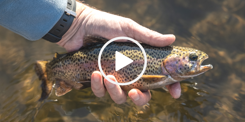 Trout in hand, video link