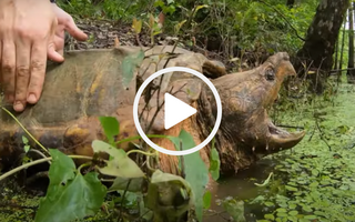 Alligator snapping turtle release, video link