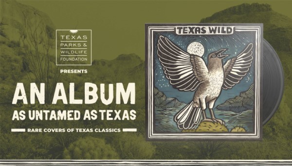 Texas Wild Album cover of a mockingbird singing at night under a full moon
