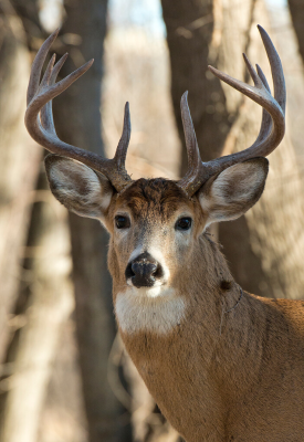 white-tailed buck looking at camera