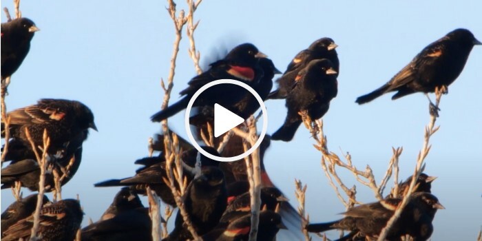 Red-winged blackbirds with video link 