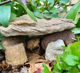 American toad in a stone toad house