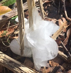 Ice formed by frostweed stem exploding