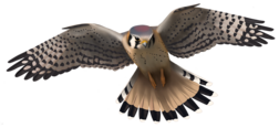 American Kestrel