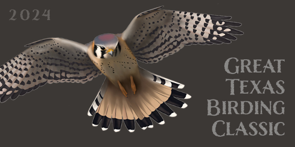 2024 American Kestrel artwork