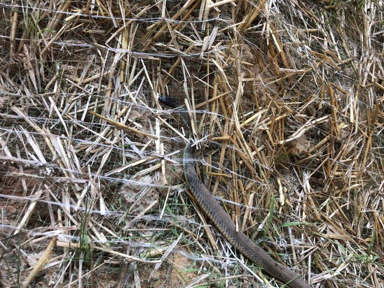 snake in erosion control