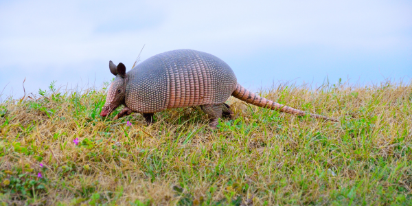 A nine banded armadillo walking on the grass.