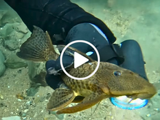 Suckermouth armored catfish being held underwater, video link 