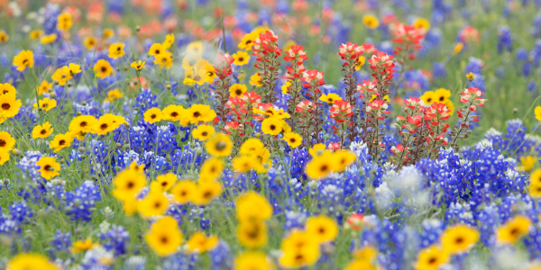 Texas wildflowers