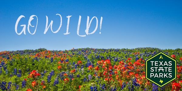 Image of wildflowers with writing in the sky reading Go Wild! 
