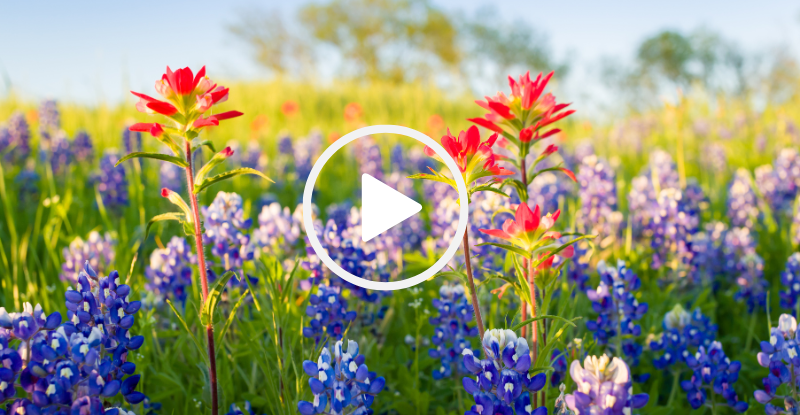 bluebonnets and prairie fire flowers growing wild, video link
