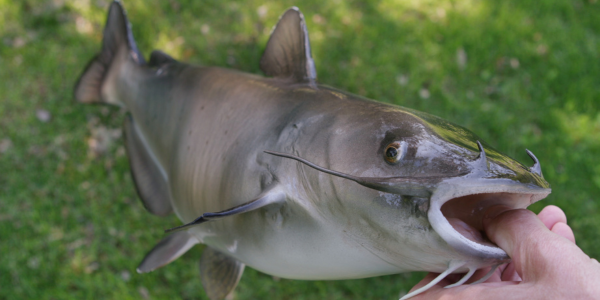 Person holding a channel catfish