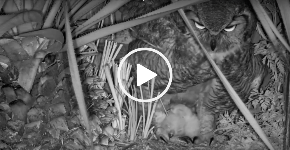 Owl and two owlets at night, video link