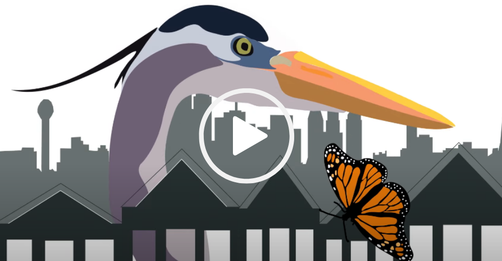 Graphic of heron and monarch, video link