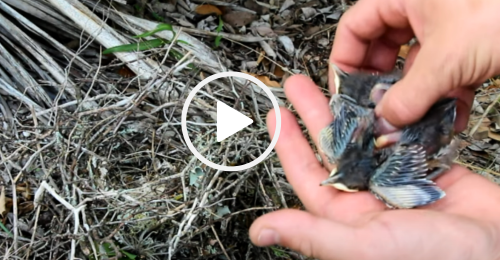 baby birds in a hand, video link 