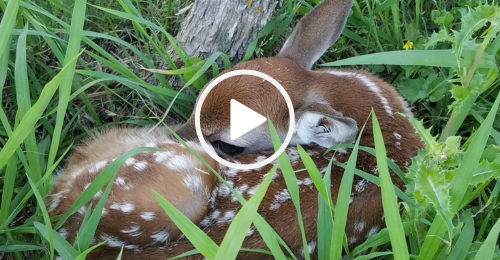 Fawn hiding in grass, video link