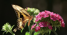 Giant swallowtail butterfly on dianthus