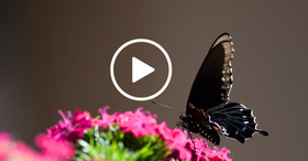 Pipevine swallowtail, video link 