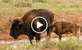 Bison and calf at Caprock Canyons SP