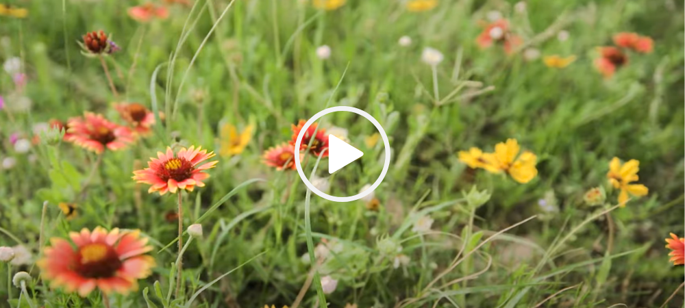 Goose Island spring flowers, video link 