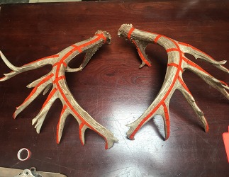 antlers