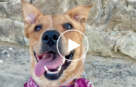 Face of dog panting, video link