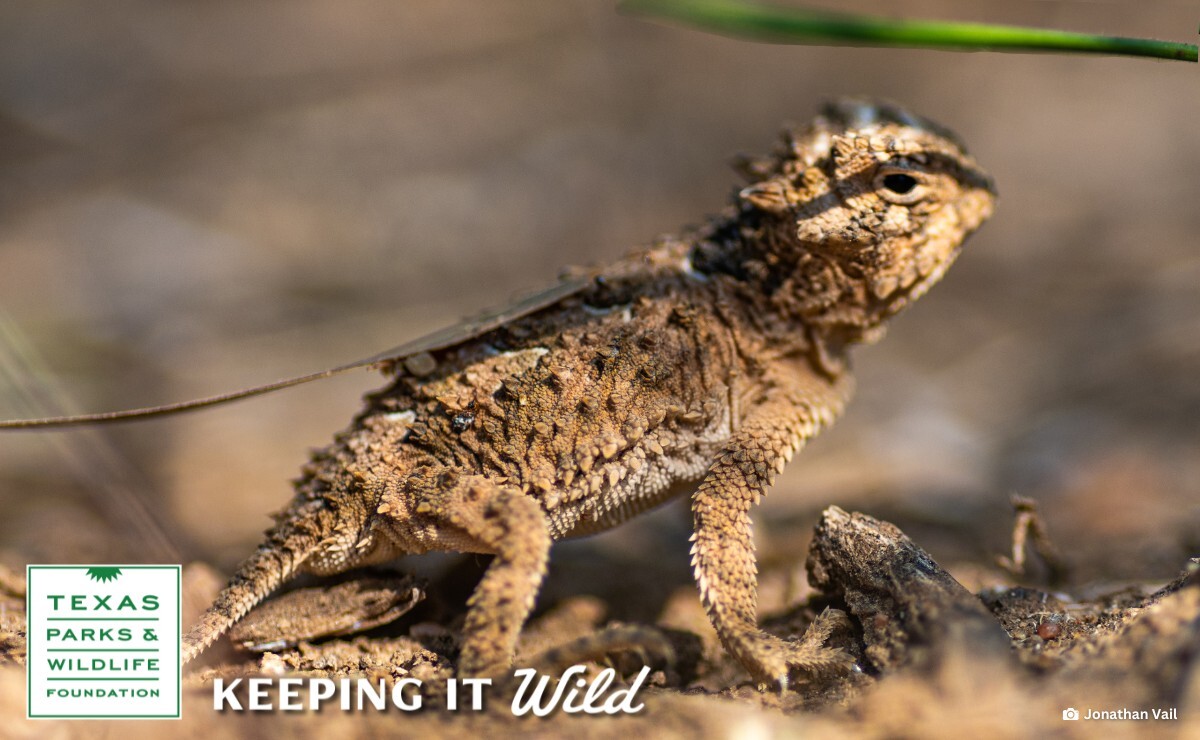 Image of a horned lizard.