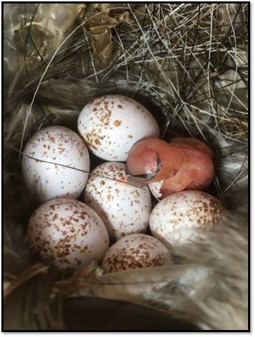 Nest Box Eggs